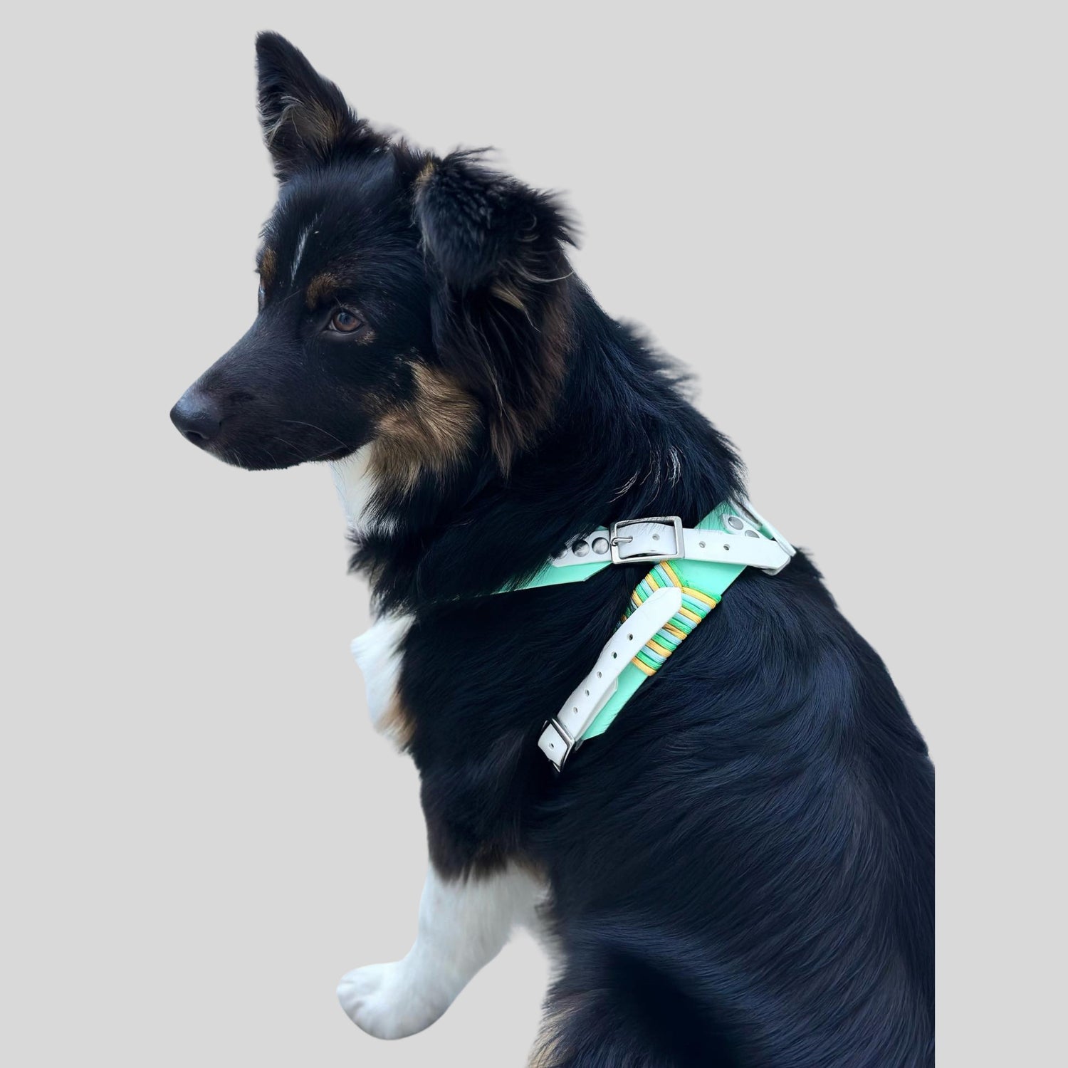 Custom BioThane Dog Harness &