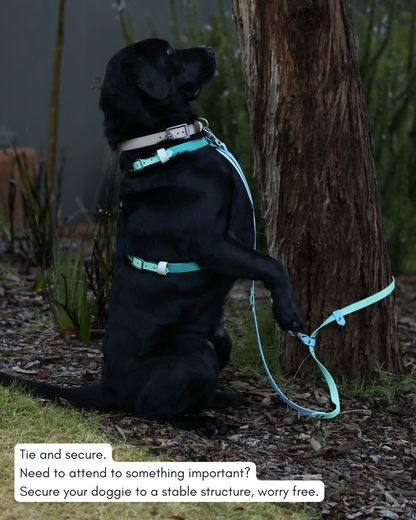 Hands Free Dog Lead - Design Your Own ⭐ Best Seller