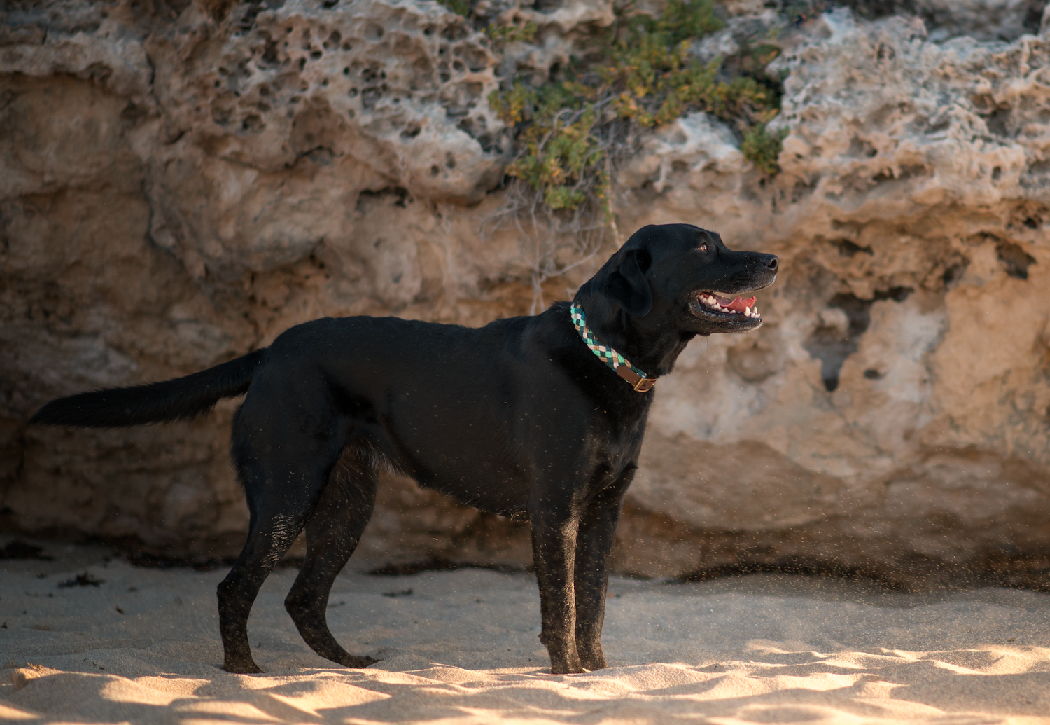 Shoreline Paracord Collar (5137157554316)