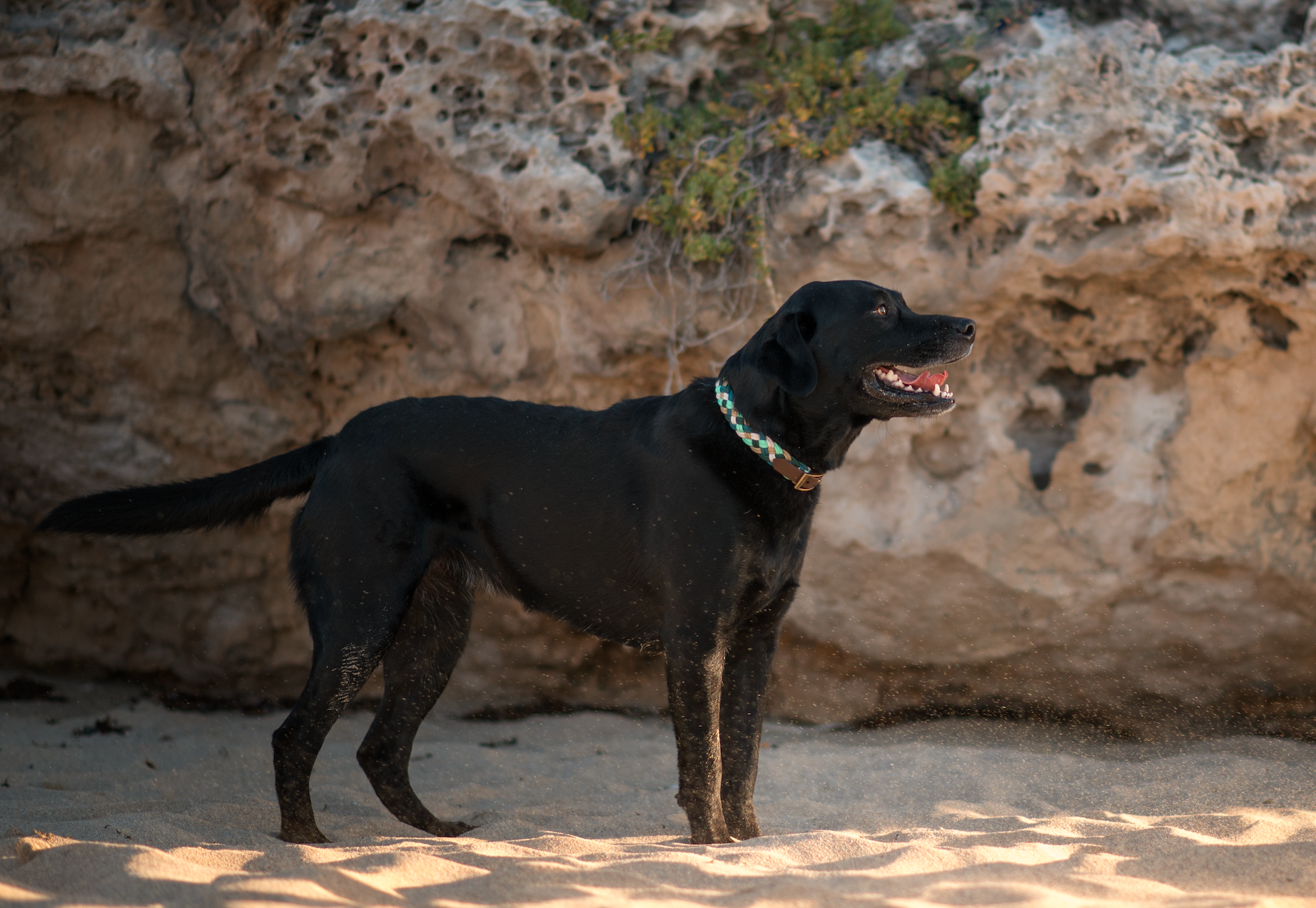 Shoreline Paracord Collar (5137157554316)