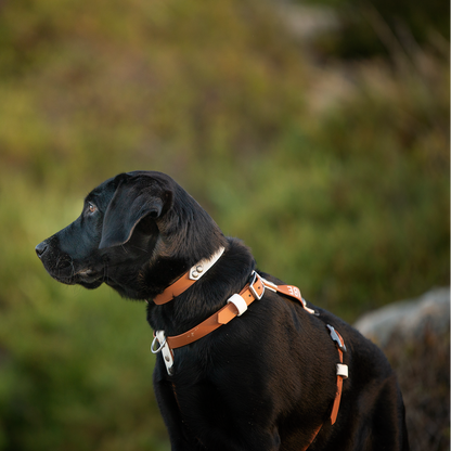 Dog BioThane Harness (6657135378572)