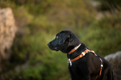 BioThane Two Tone Dog Collar (Mix &amp; Match) (6693009588364)