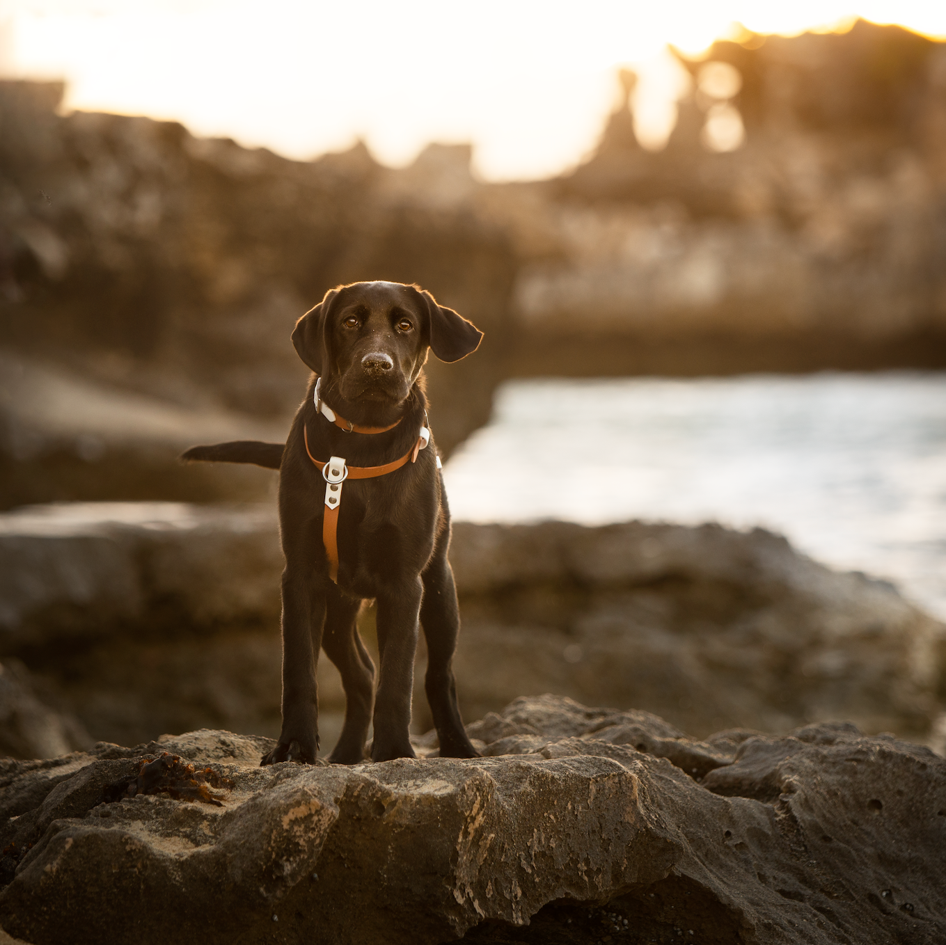 Dog BioThane Harness (6657135378572)