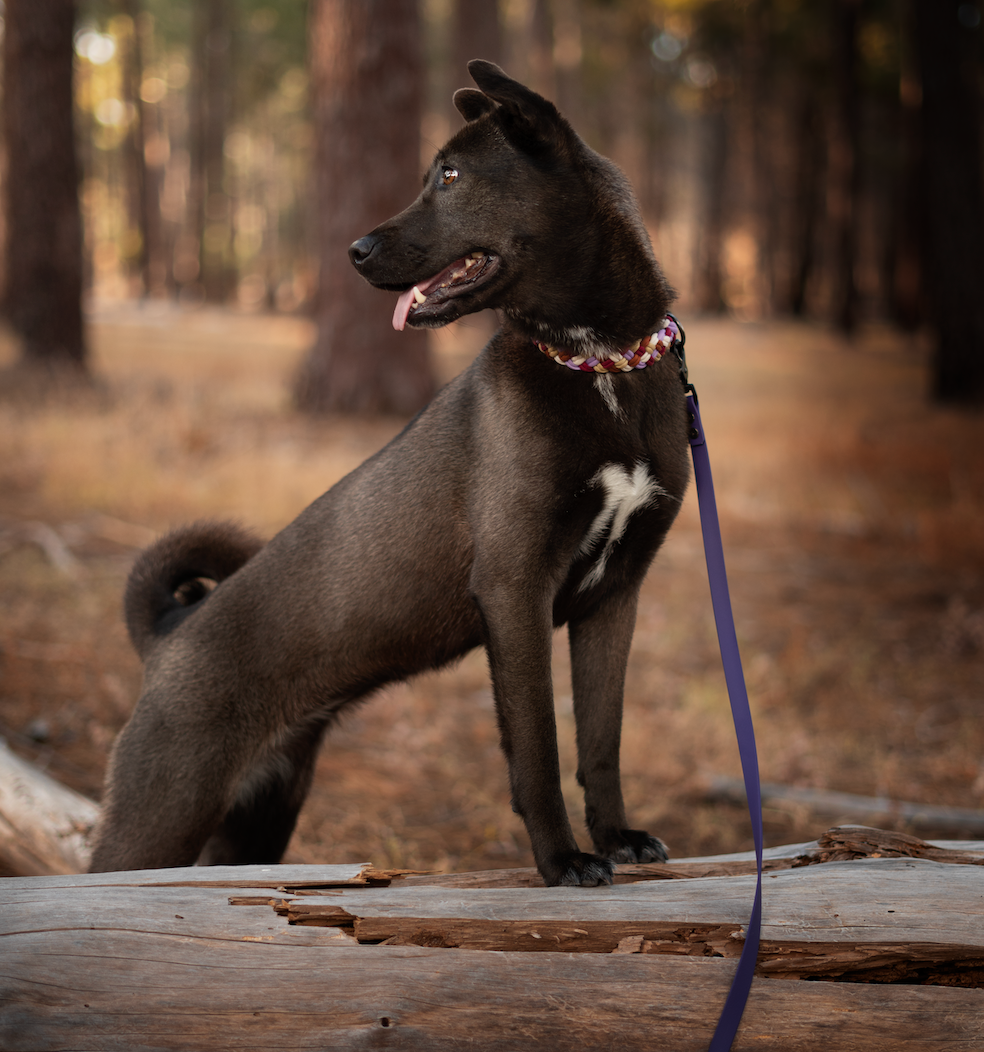 Pink Lake Paracord Collar