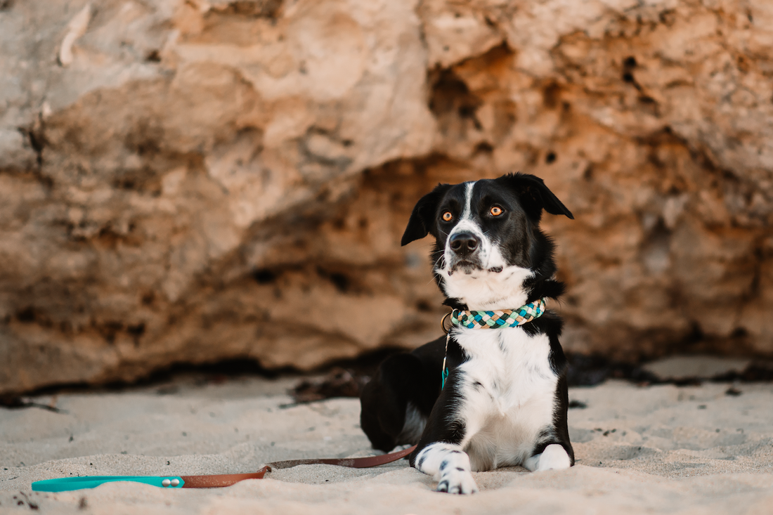 Shoreline Paracord Collar (5137157554316)