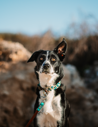 Shoreline Paracord Collar (5137157554316)