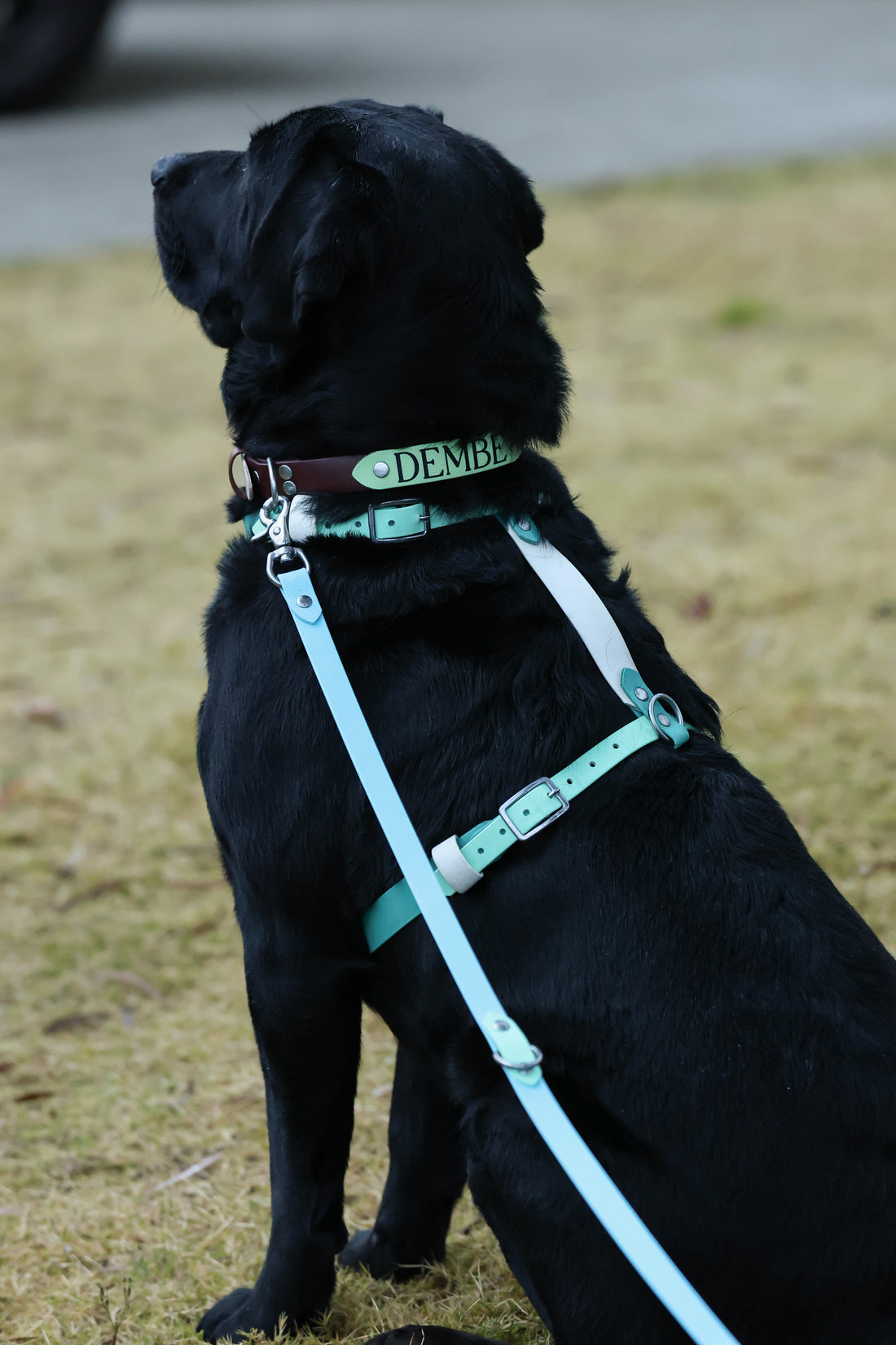 Black Labrador wearing custom biothane name badge