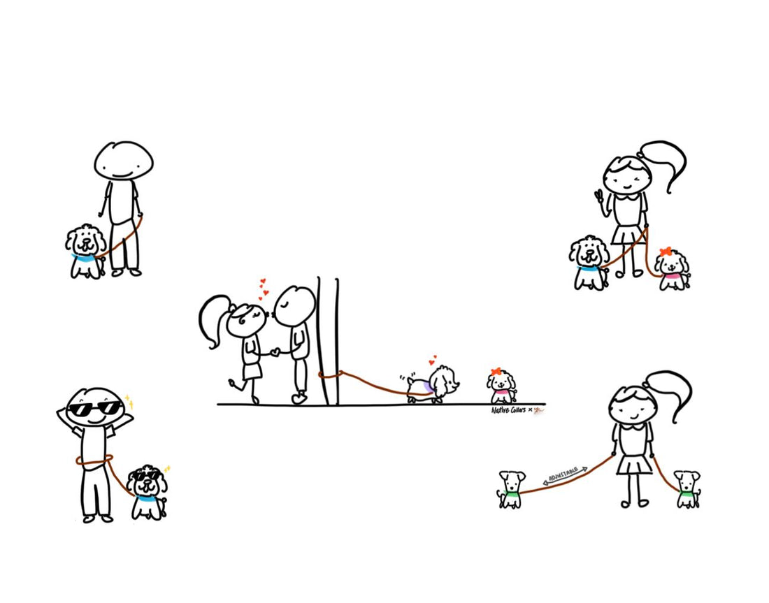 Outback - Hands Free Dog Lead