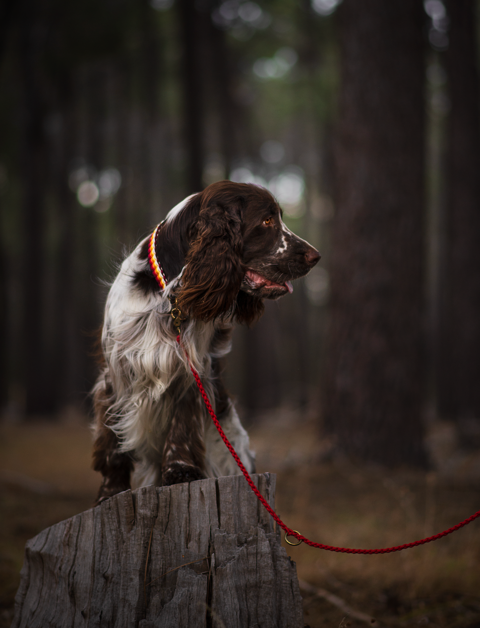 Multi-Functional Light-weight Paracord Leash