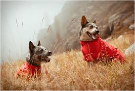 Hurtta Outdoor Overall