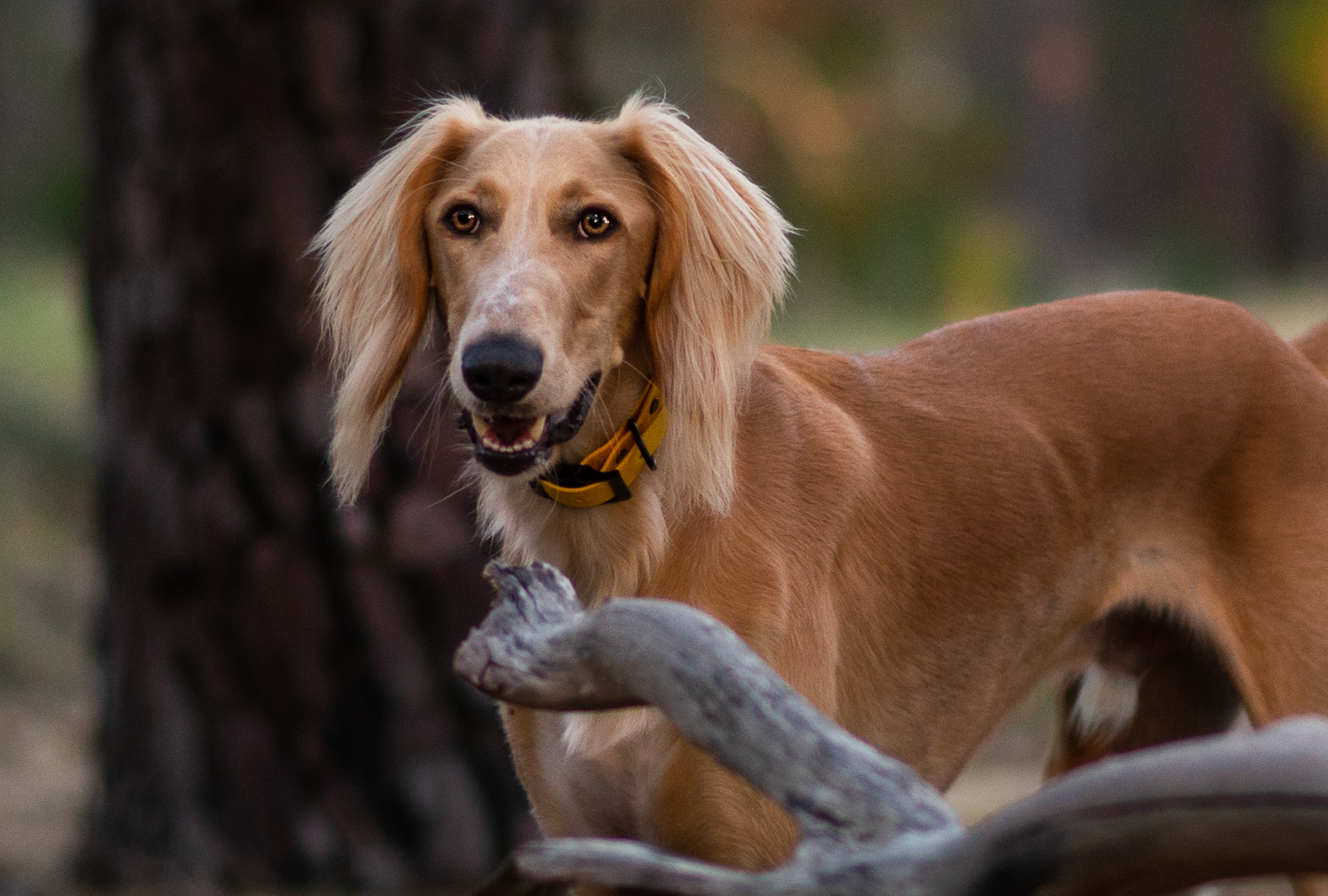 Waterproof Dog Collar – Design your own!