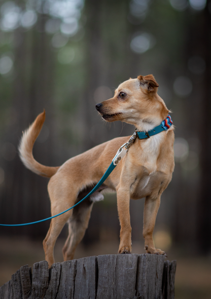 Design your own Biothane Lead