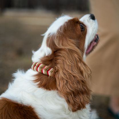 Custom Paracord Collar Wildwoods - Design your own!