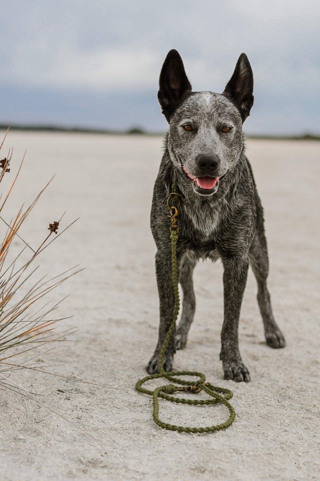 Multi-Functional Leash Light-weight (5066252288140)