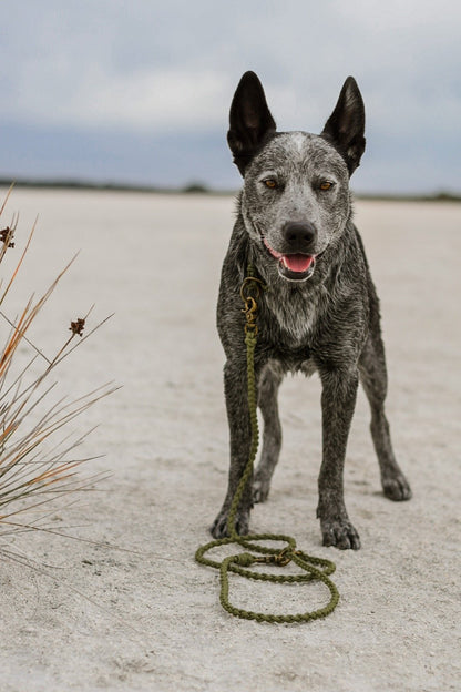 Multi-Functional Leash Light-weight (5066252288140)