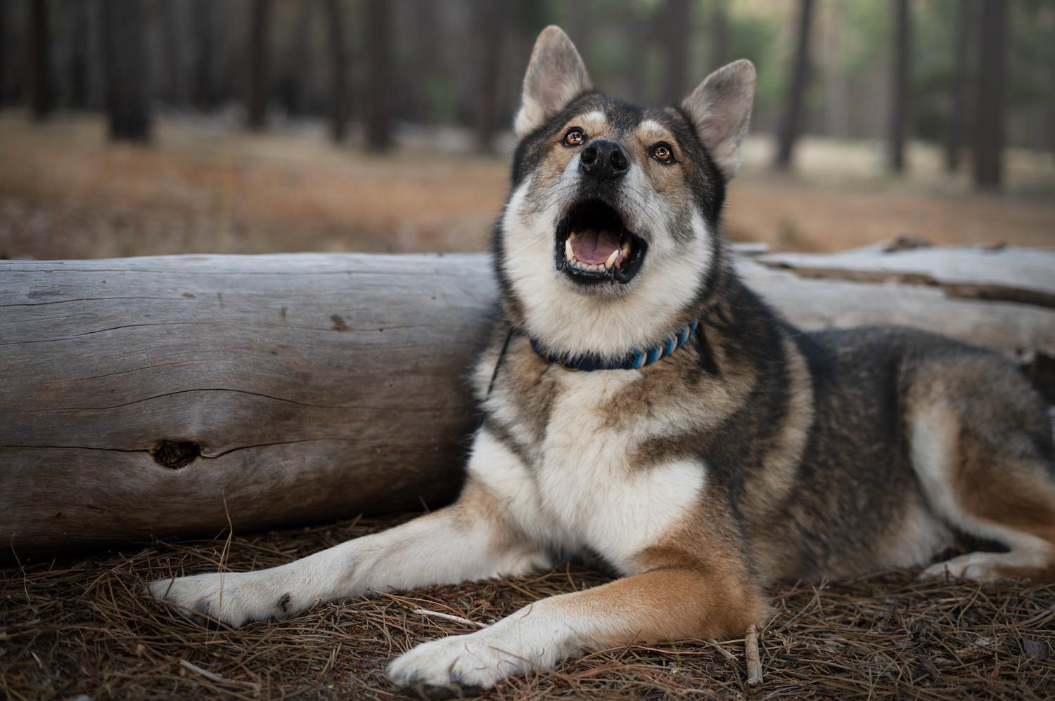 Custom Paracord Collar Wildwoods - Design your own!