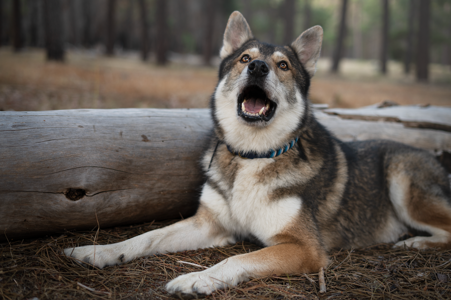 Custom Paracord Collar Wildwoods - Design your own!