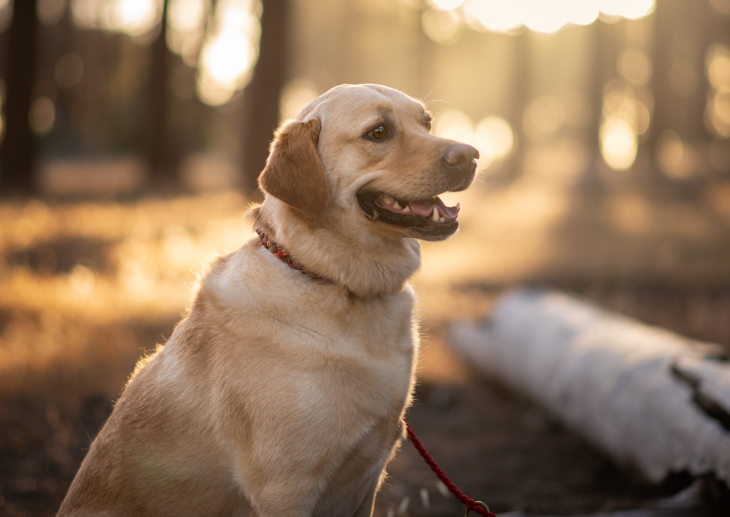 Outback Paracord Collar